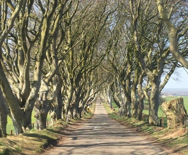 The Dark Hedges (Game of Thrones)